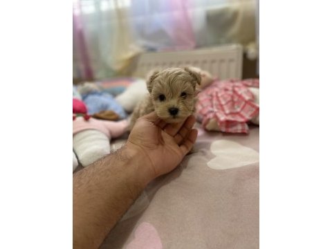 Süper mini boy maltipoo bebek
