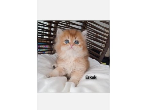 British golden longhair zarafeti