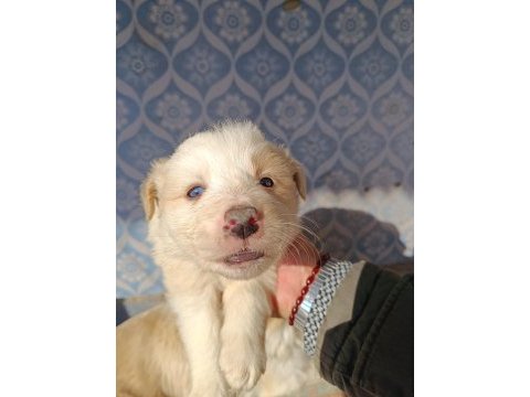 Border collie yavrular teslime hazır