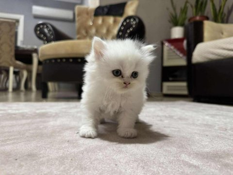 British shorthair ve longhair yavrular