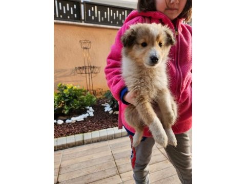 Nadir bulunan sheltie yavrularımız