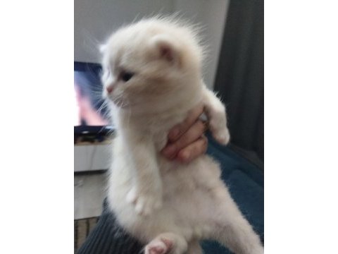 Scottish fold yavru kedimiz