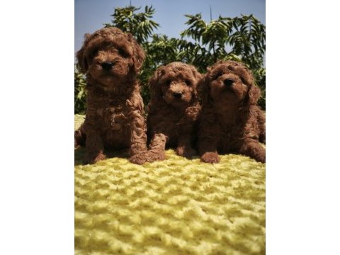 Müthiş kalite poodle yavrularımız
