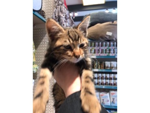 Ücretsiz yavru kedi sahiplendirme