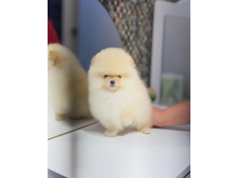 Tedy bear pomeranian boo