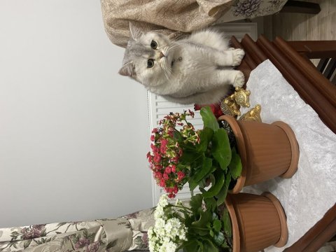 British shorthair kedimize yuva arıyoruz