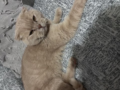 Ballı kedimiz ücretsiz sahiplendirilecektir