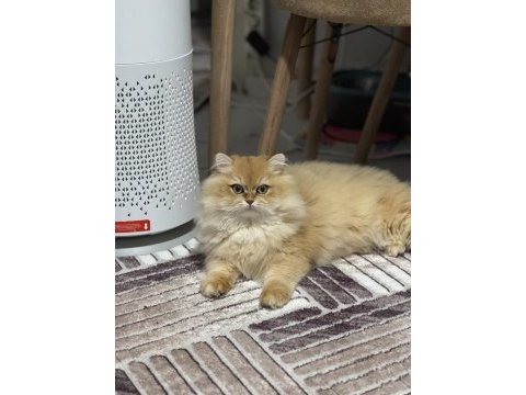 Erkek aslan british longhair