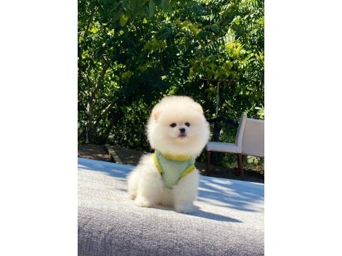 Pomeranian boo safkan ayı surat bebeklerim