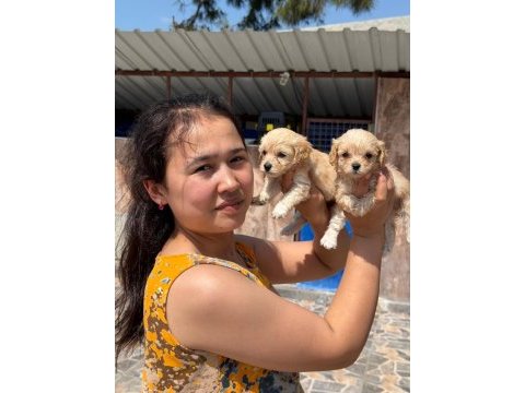 Maltipoo yavru köpekler