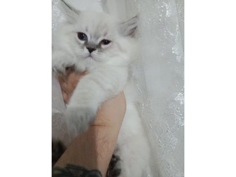Erkek bebeklerim british longhair teslime hazır