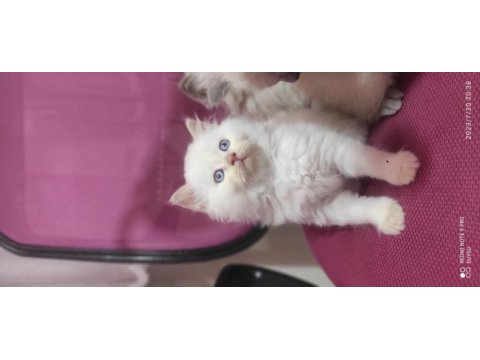 2 aylık son kalan süt beyaz erkek british longhair