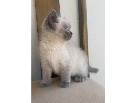 Blue point british shorthair bebekler