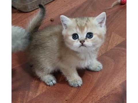 Güzeller güzeli british hepsi safkan şecereli