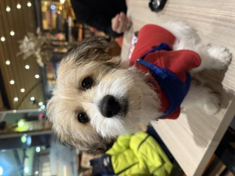 9 aylık eğitimli cavachon