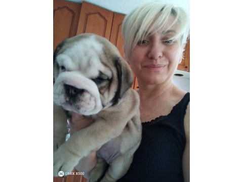 Mükemmel kalite ingiliz bulldog yarularımız