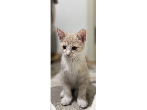 Minik tatlı yavru kedilerimiz ev arıyor
