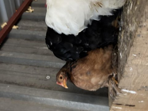 Cüce koşin - serama tavuklar