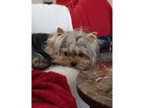 Safkan yorkshire terrier yavruları