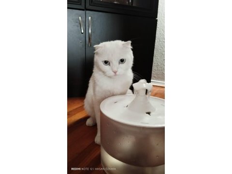 Ücretsiz sahiplendirme kedimize ömürlük yuva arıyoruz
