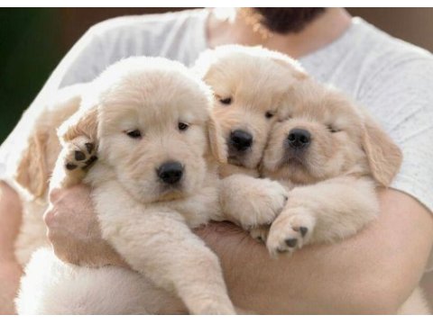 Golden retriever yavrular için ulaşabilirsiniz