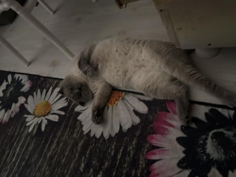 Blue point 1.5 yaşında erkek british shorthair