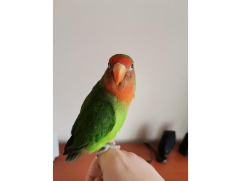 Erkek cennet (sevda) papağanı