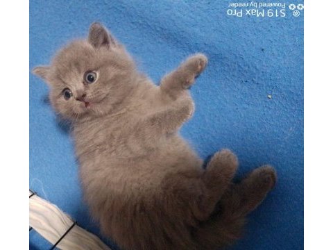 40 günlük orjinal gri british shorthair
