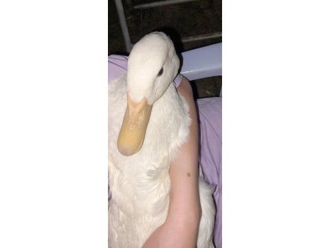 Satılık ördek 1 yaşında