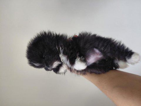 Pomeranian parti color