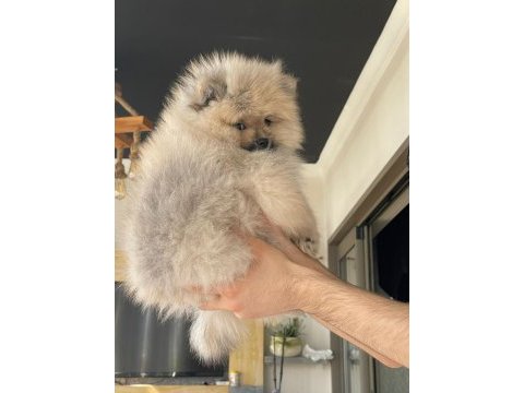 Pomeranian boo 3 aylık