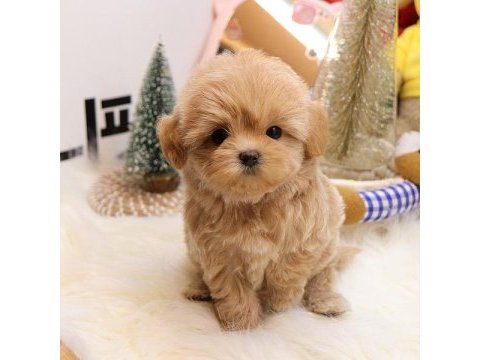 Sevgi dolu toy poodle yavrularımız