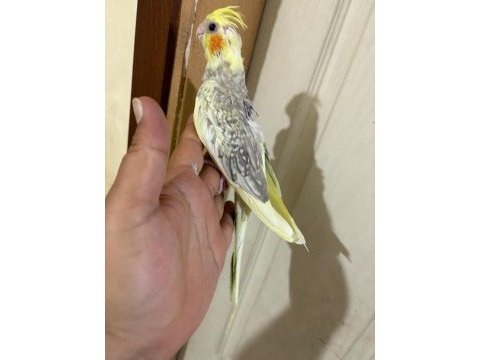 Evlere maskot 51 günlük renk güzeli sultan bebek