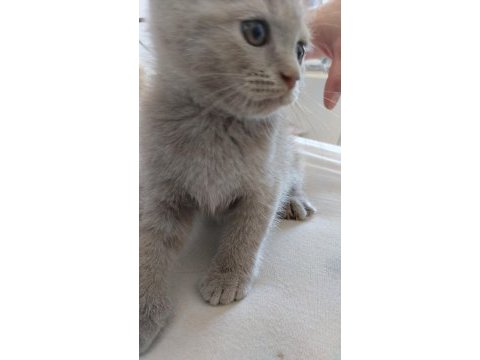 British shorthair