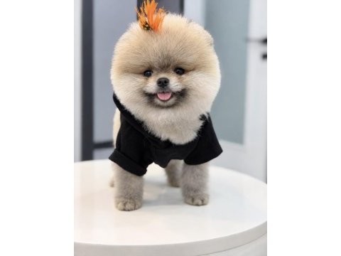 Pomeranian boo orjinal rengi ve tüy kaliteli yavrumuz