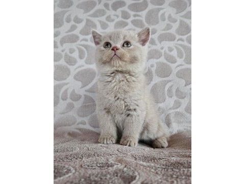 Fawn renk british shorthair yavrularımız