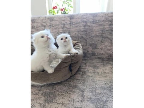 Scottish fold yavrularım