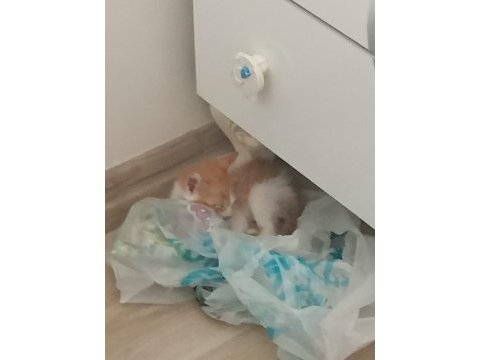 Annesi ölmüş kediye yuva aranıyor