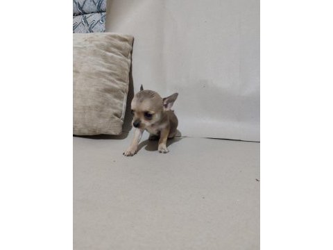 Chihuahua yavrular