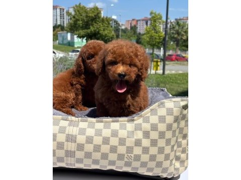 Toy poodle bebekler