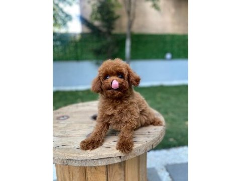 Toy poodle teacup baby yavrular