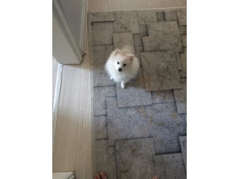 Yavru pomeranian 3 aylık