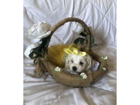 Bayram gibi şeker sahibinden aşılı maltese terrier