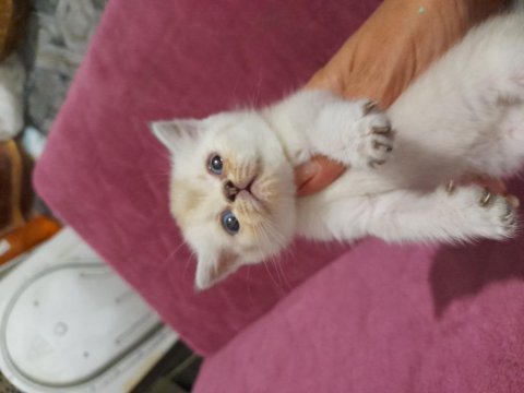 Minyatür british shorthair bebekler
