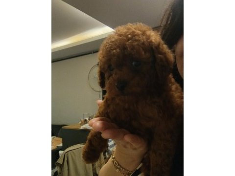 Oyuncak surat poodle yavrular