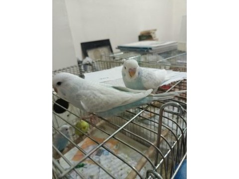 İkiz yavru muhabbet kuşları evcil