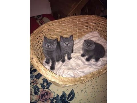 Show kalite british shorthair bebekler