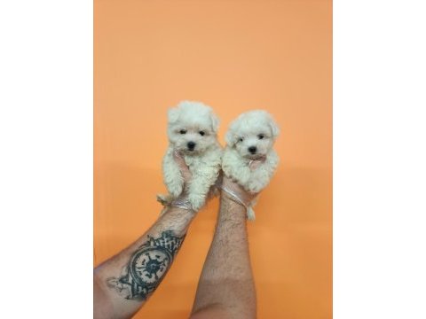 Mükemmel kalite maltese terrier bebekler