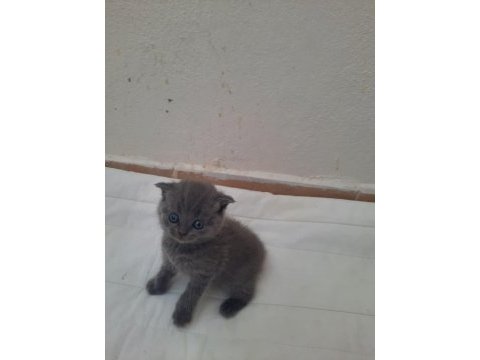 Yavru kedi tatlı scottish fold