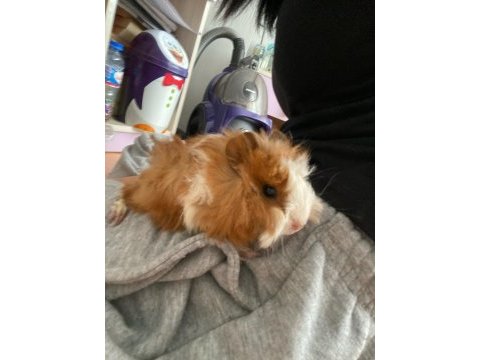 Ginepig kobay
